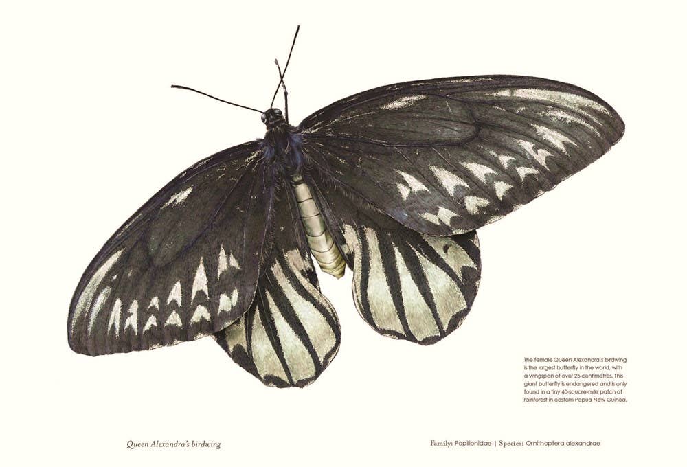 Sensational Butterflies