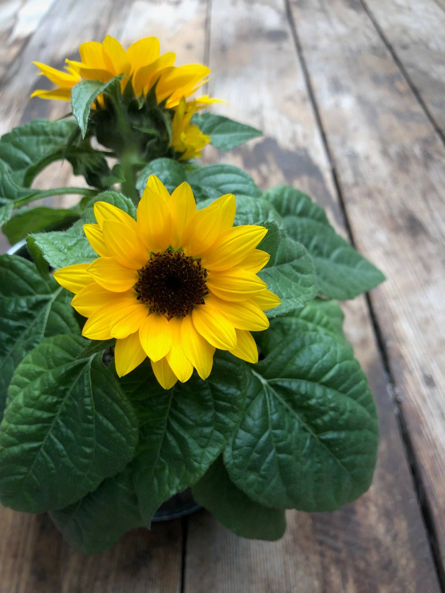 Thank You Sunflower Garden | Spring & Valentine's| Hostess Gift
