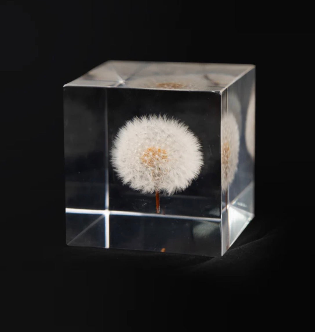 Dandelion Cube