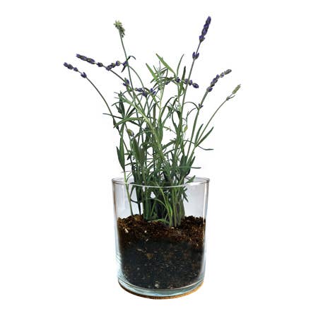 Lavender Flower Garden | Valentine. Easter. Spring | Hostess Gift