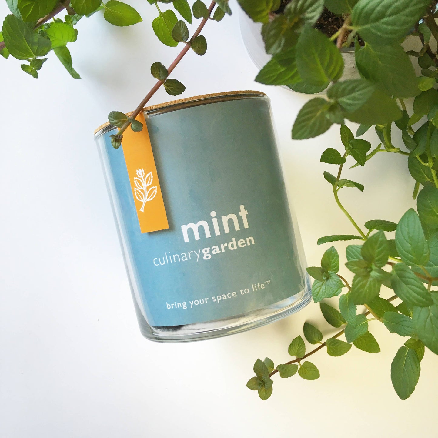 Mint Garden | Spring & Tea Gift Idea