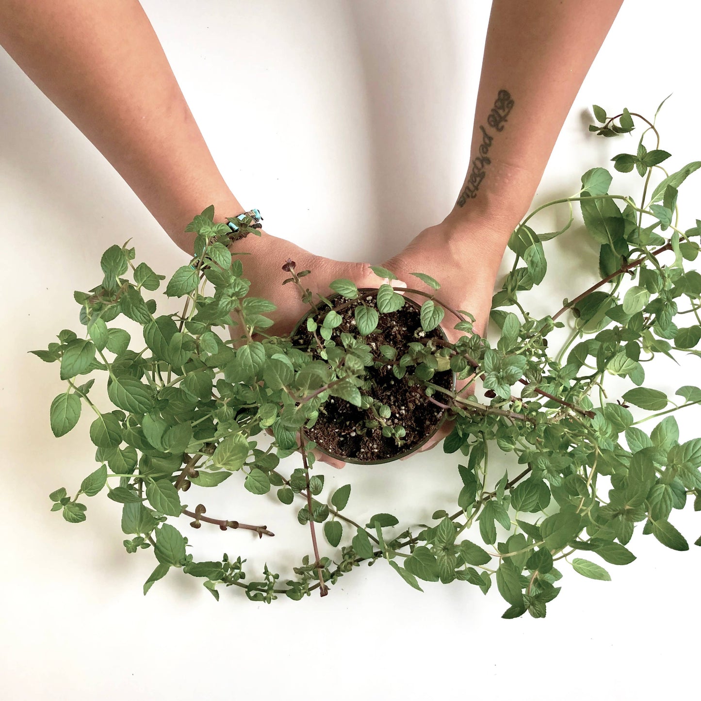 Mint Garden | Spring & Tea Gift Idea