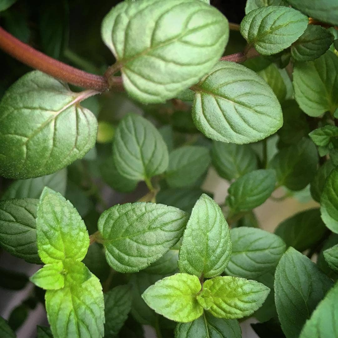 Mint Garden | Spring & Tea Gift Idea