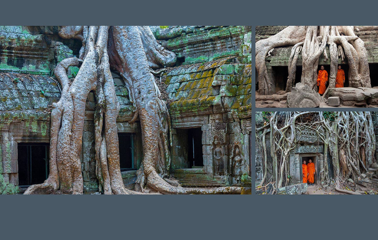 Trees a Coffee Table Book