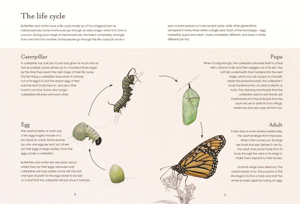 Sensational Butterflies