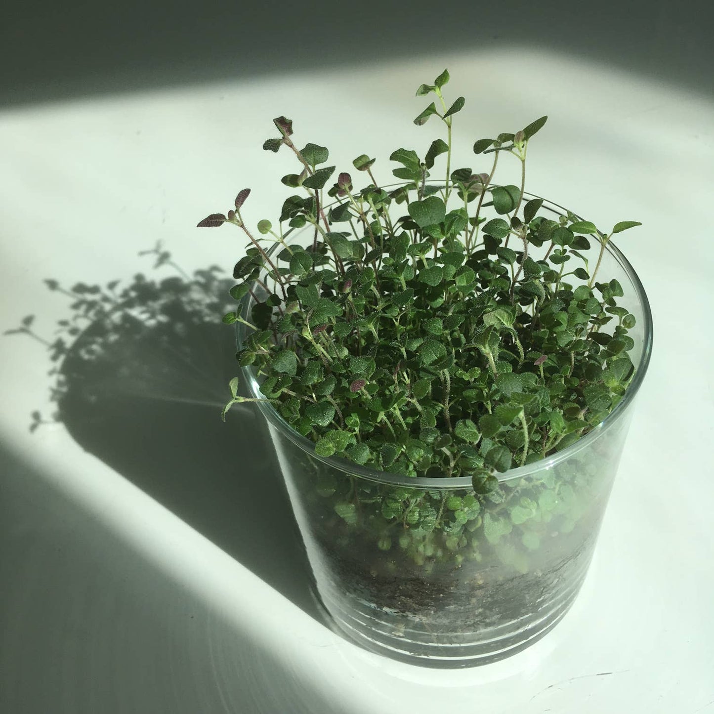Oregano Garden | Easter & Spring Herb Gift | Hostess Gift