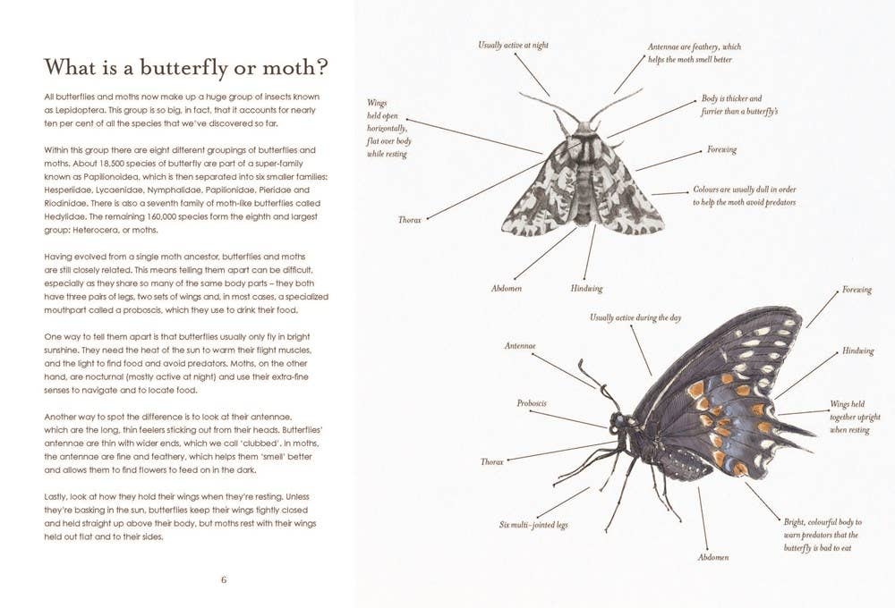 Sensational Butterflies