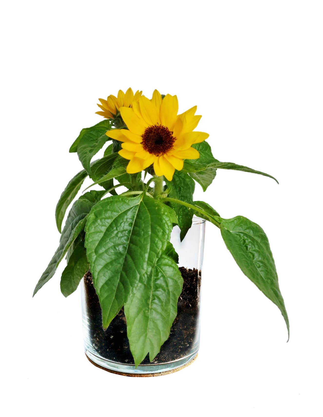 Thank You Sunflower Garden | Spring & Valentine's| Hostess Gift