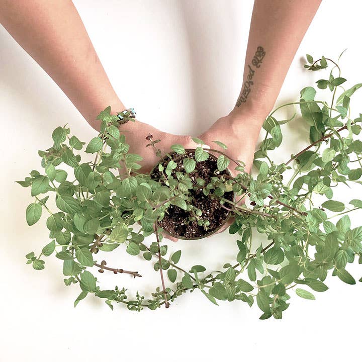 Oregano Garden | Easter & Spring Herb Gift | Hostess Gift