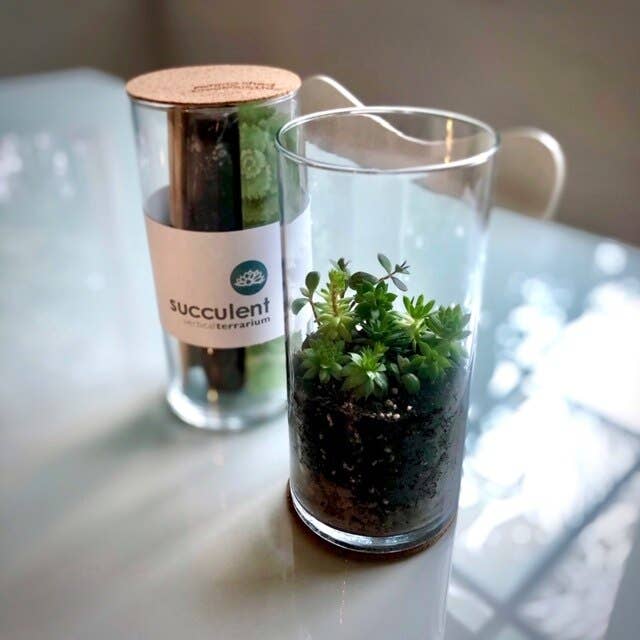 Succulent Terrarium