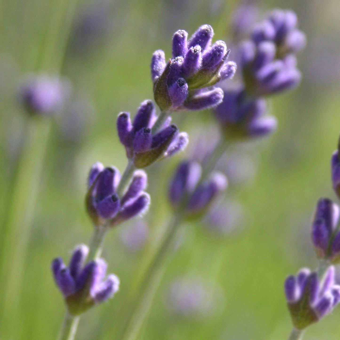 Lavender Flower Garden | Valentine. Easter. Spring | Hostess Gift