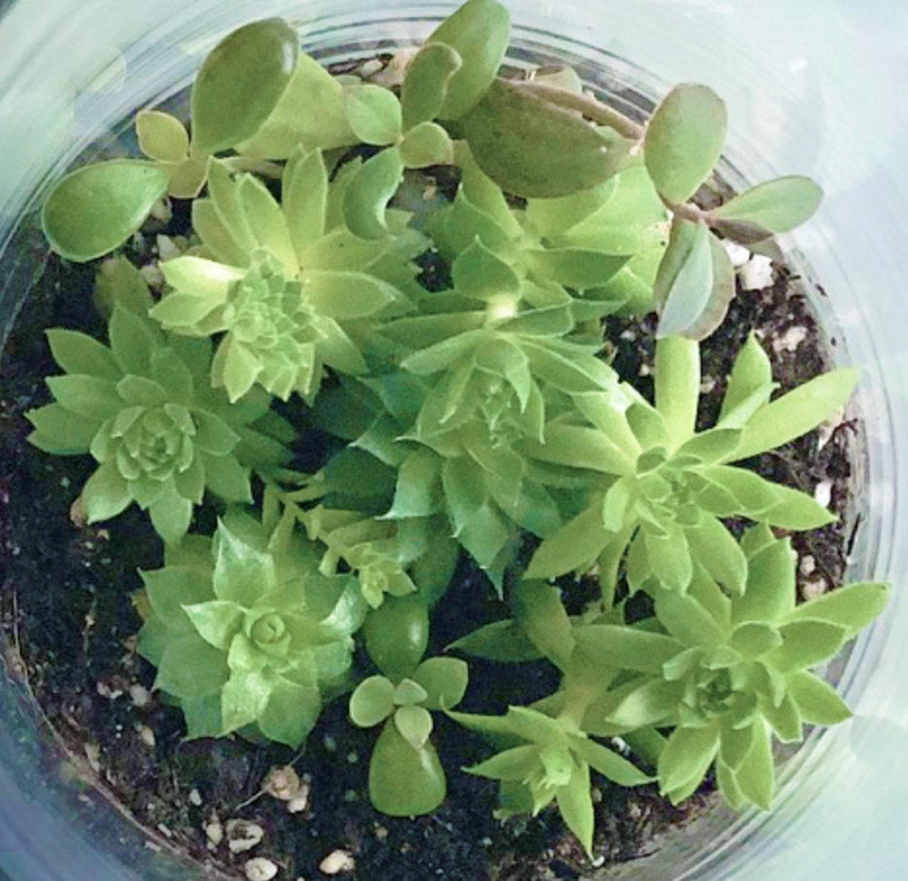 Succulent Terrarium