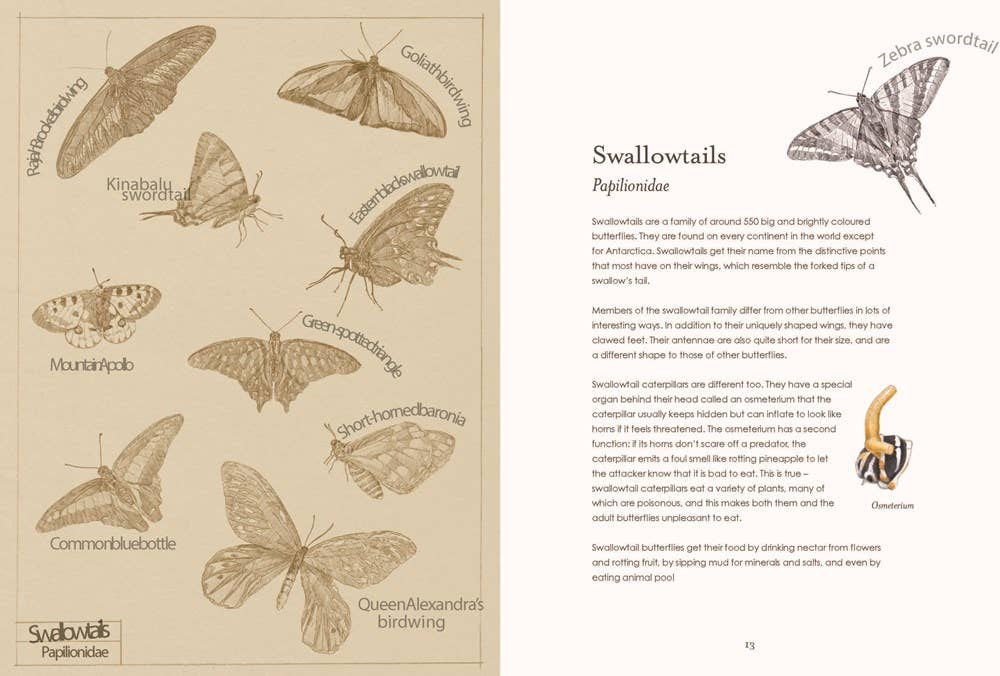 Sensational Butterflies