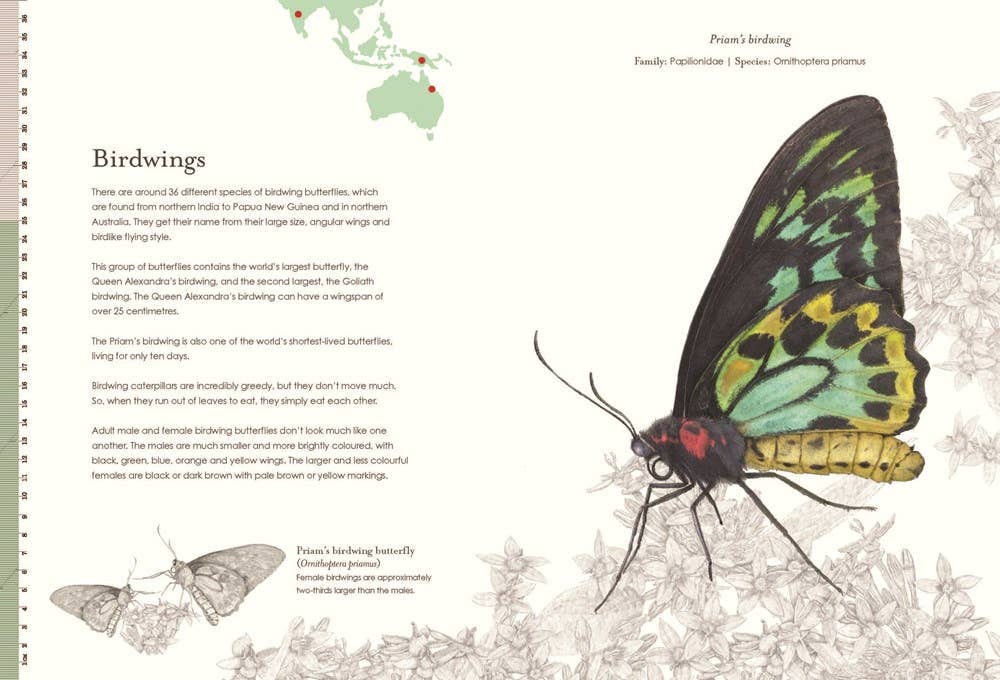 Sensational Butterflies