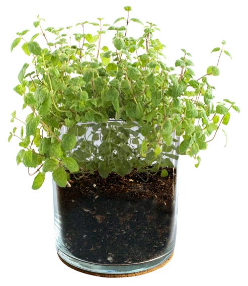 Mint Garden | Spring & Tea Gift Idea