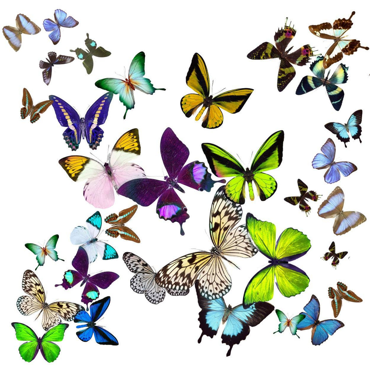 Octagon Acrylic Bowl - Butterfly Theme (Kaleidoscope)