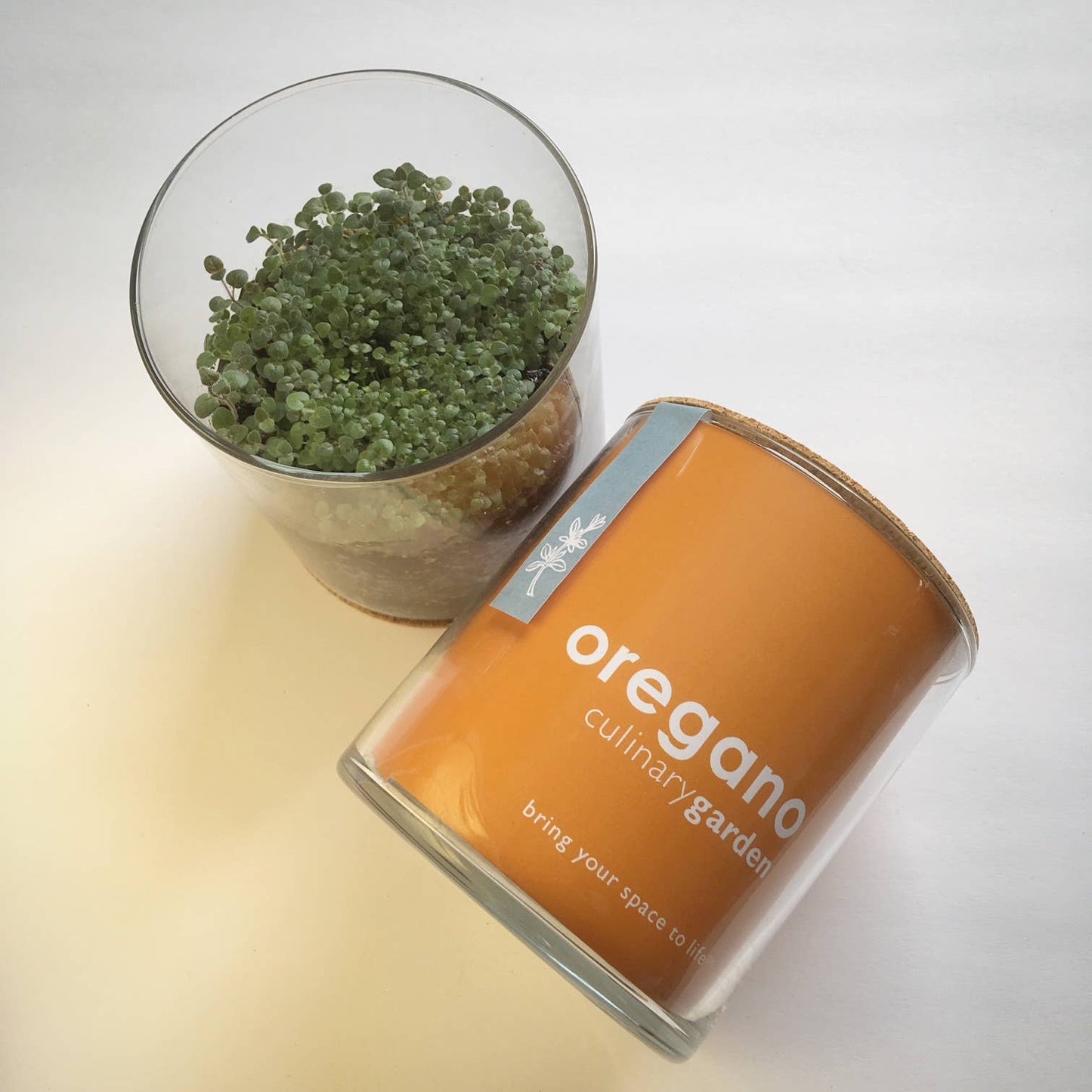 Oregano Garden | Easter & Spring Herb Gift | Hostess Gift
