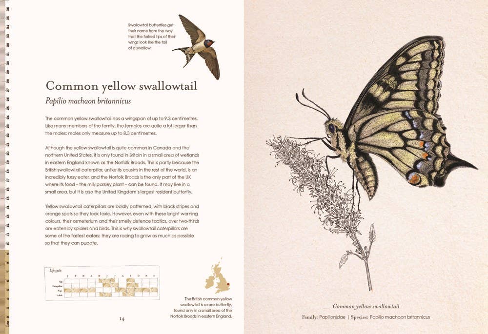 Sensational Butterflies