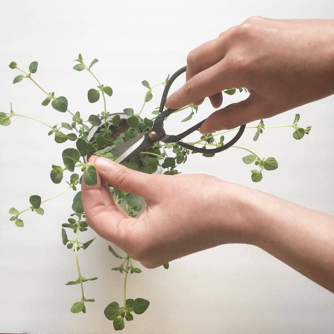 Oregano Garden | Easter & Spring Herb Gift | Hostess Gift
