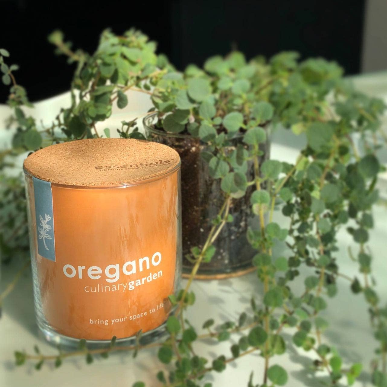 Oregano Garden | Easter & Spring Herb Gift | Hostess Gift