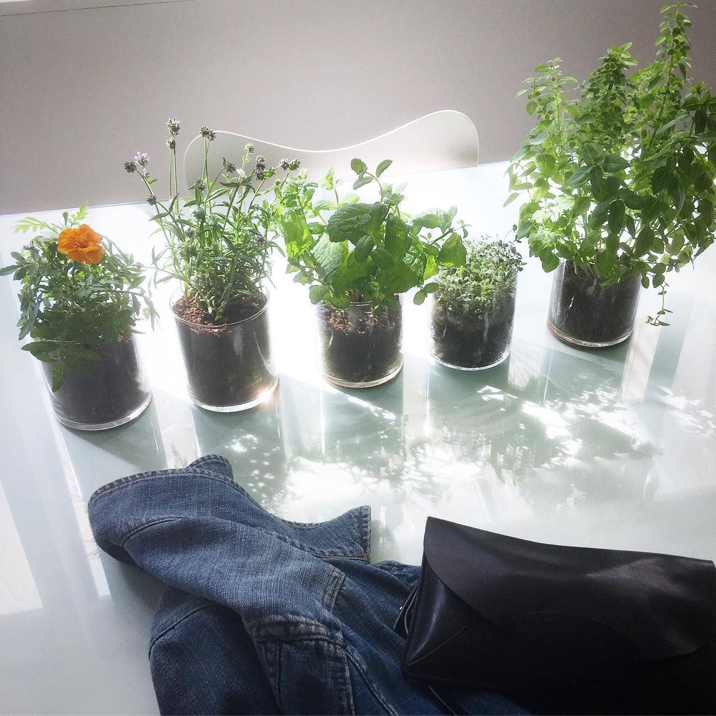 Oregano Garden | Easter & Spring Herb Gift | Hostess Gift