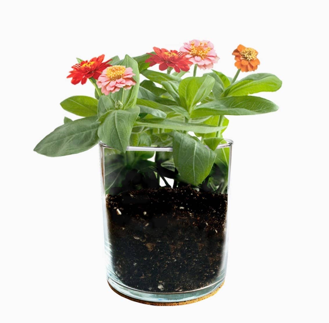 Happy Birthday Flower Garden | (Best Selling Gift)