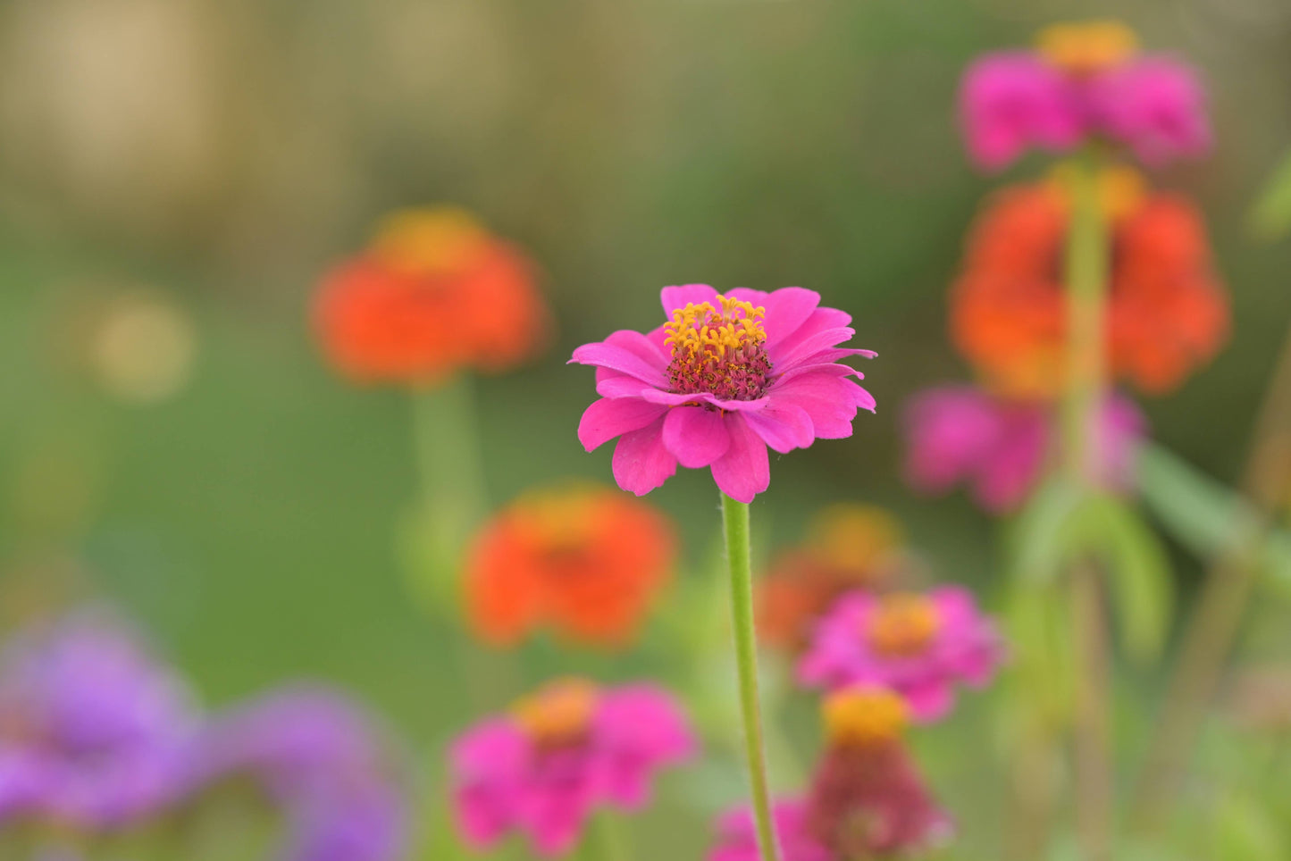 Happy Birthday Flower Garden | (Best Selling Gift)